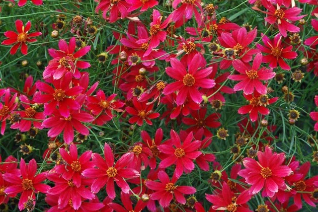 Nachyłek okółkowy Center Stage Coreopsis verticilata C2