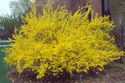 Forsycja Maluch Forsythia P9