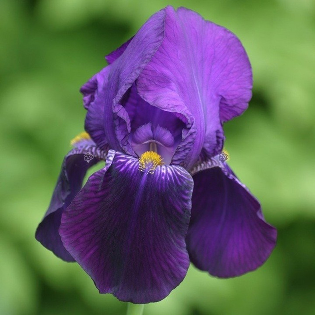 Kosaciec Bishop's Robe Iris germanica P9