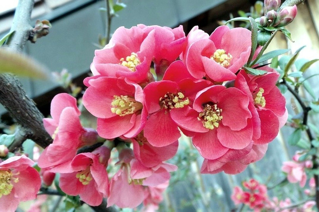 Pigwowiec pośredni Pink Lady Chaenomeles superba P9