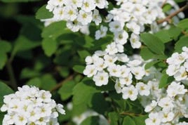 Tawuła van Houtte'a Spiraea vanhouttei C3