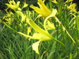 Liliowiec cytrynowy Hemerocallis citrina P9
