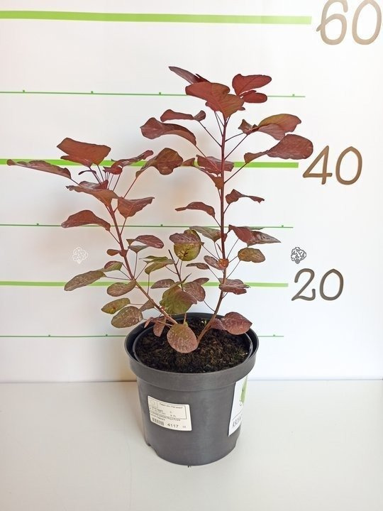 Perukowiec podolski Royal Purple Cotinus coggygria C2