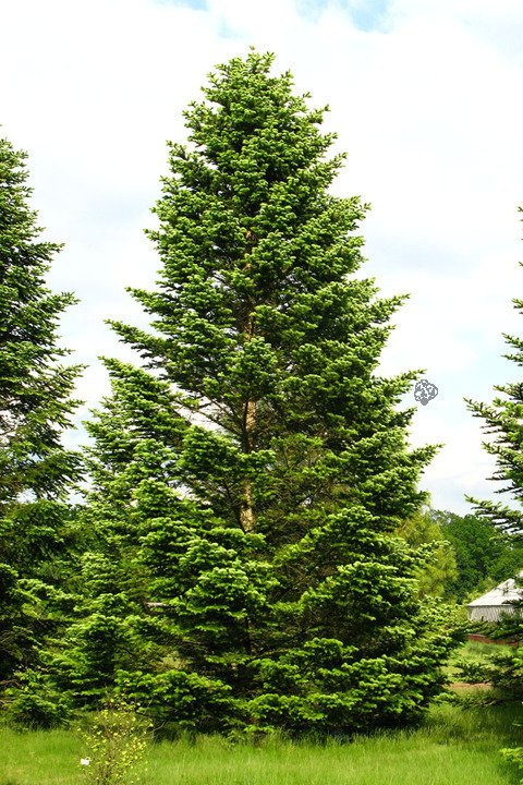Jodła kaukaska Abies nordmanniana P9
