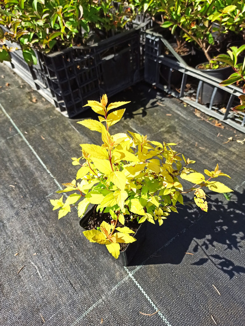 Tawuła japońska Golden Princess Spiraea japonica P9