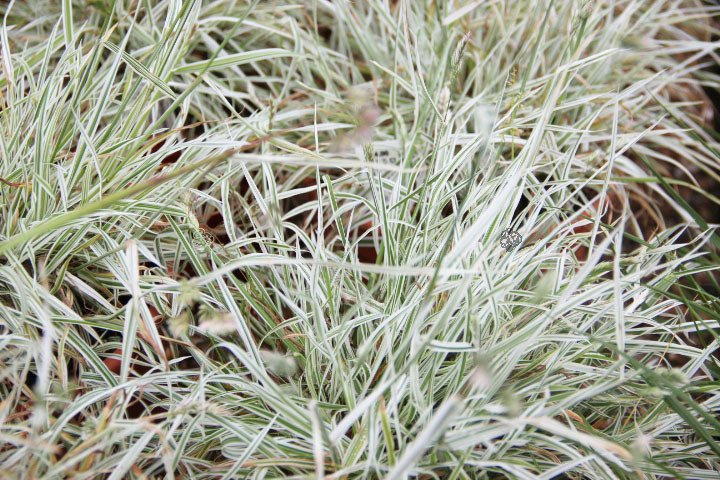Kupkówka pospolita Variegata Dactylis glomerata P9