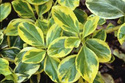 Trzmielina Fortune'a Canadale Gold Euonymus fortunei P9