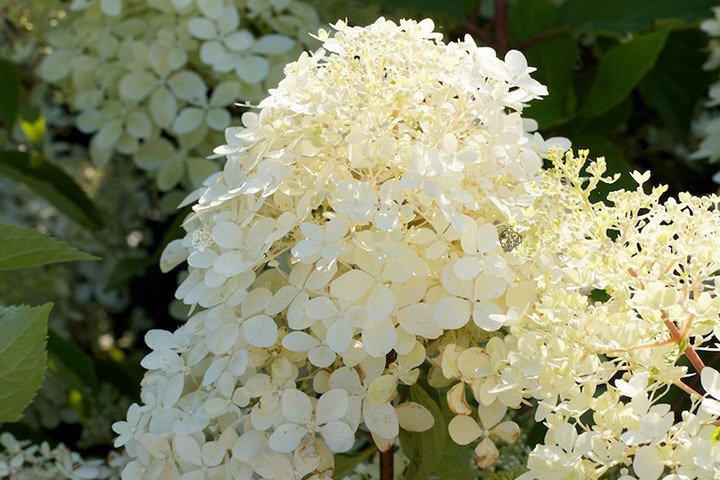Hortensja bukietowa Phantom Hydrangea paniculata P9