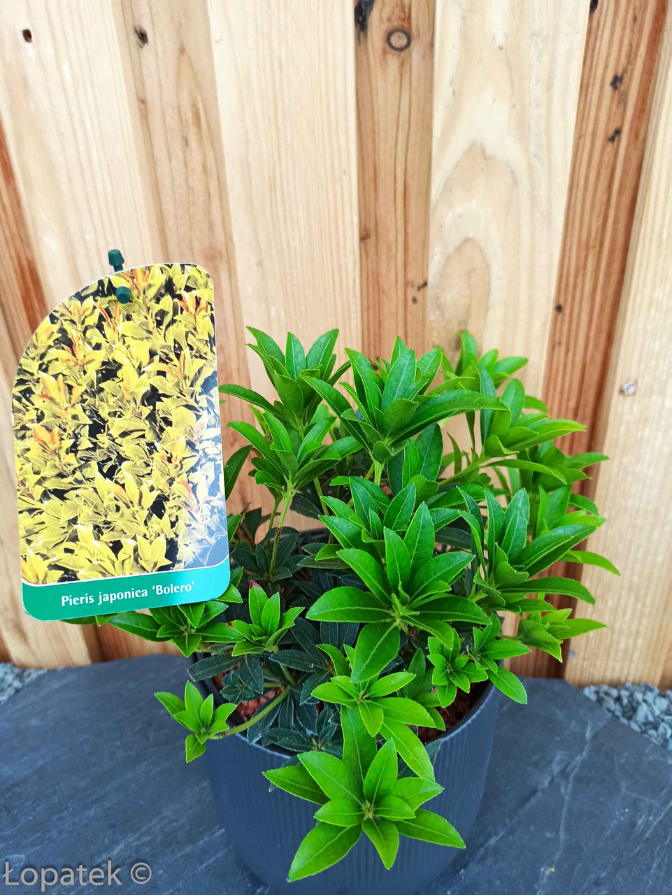 Pieris japoński Bolero Pieris japonica C1,5