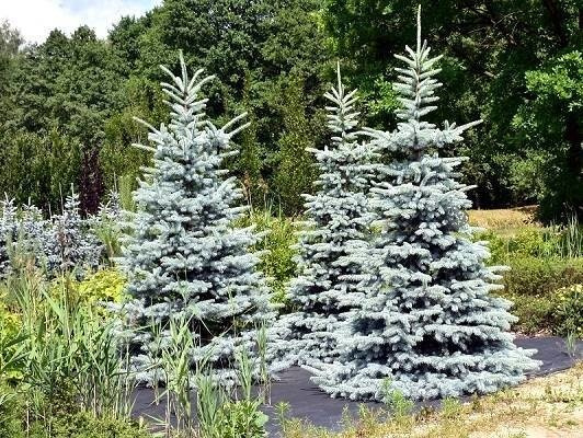 Świerk kłujący Hoto Picea pungens C5
