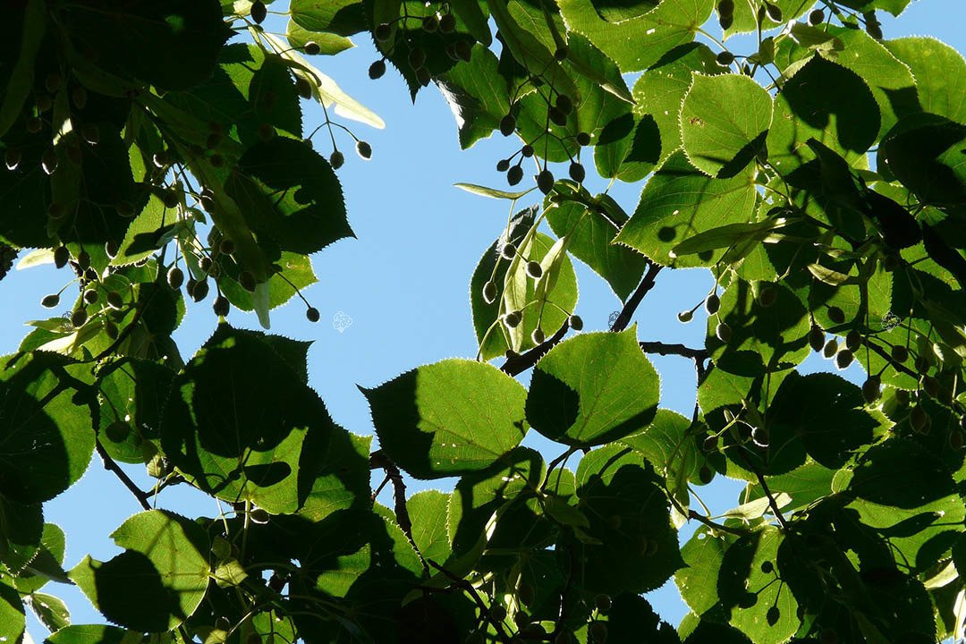 Lipa drobnolistna Tilia cordata C2