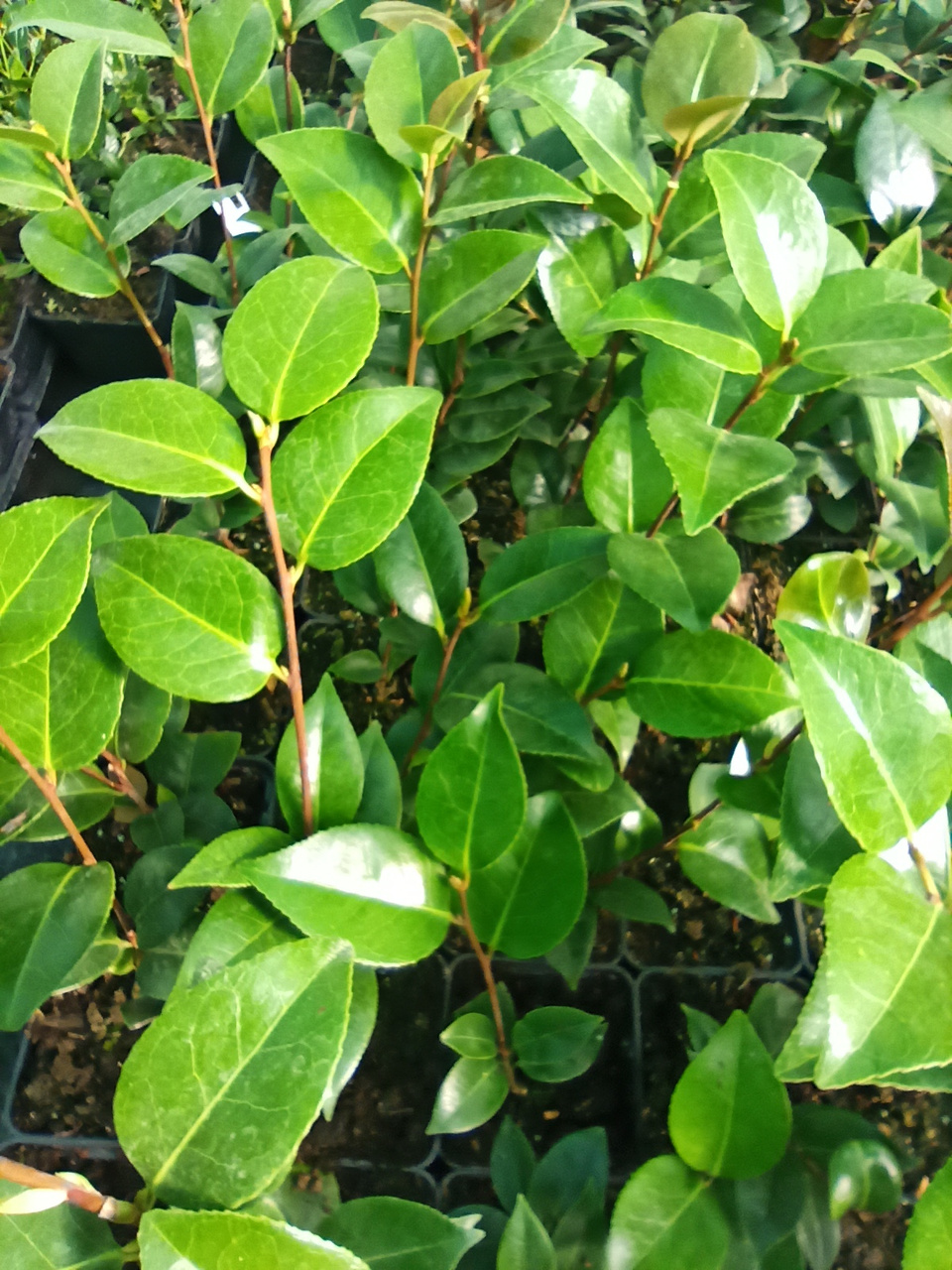 Kamelia Williamsa Debbie Camellia williamsii P9