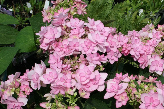 Hortensja ogrodowa King George V Hydrangea macrophylla C2