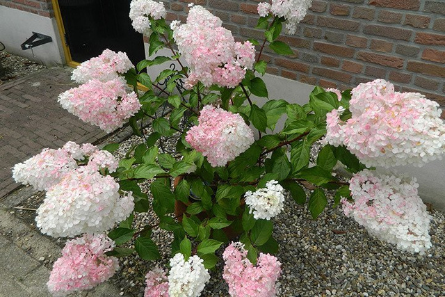 Hortensja bukietowa Vanille Fraise PBR Hydrangea paniculata P9