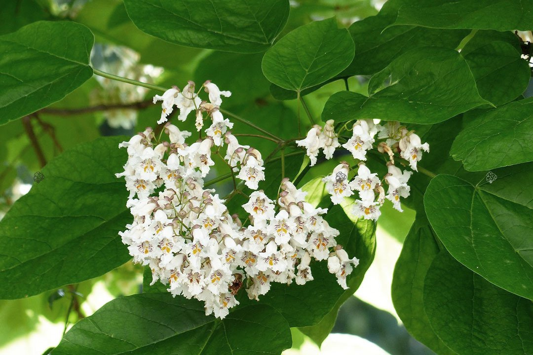 Katalpa Surmia Catalpa bignonioides P9