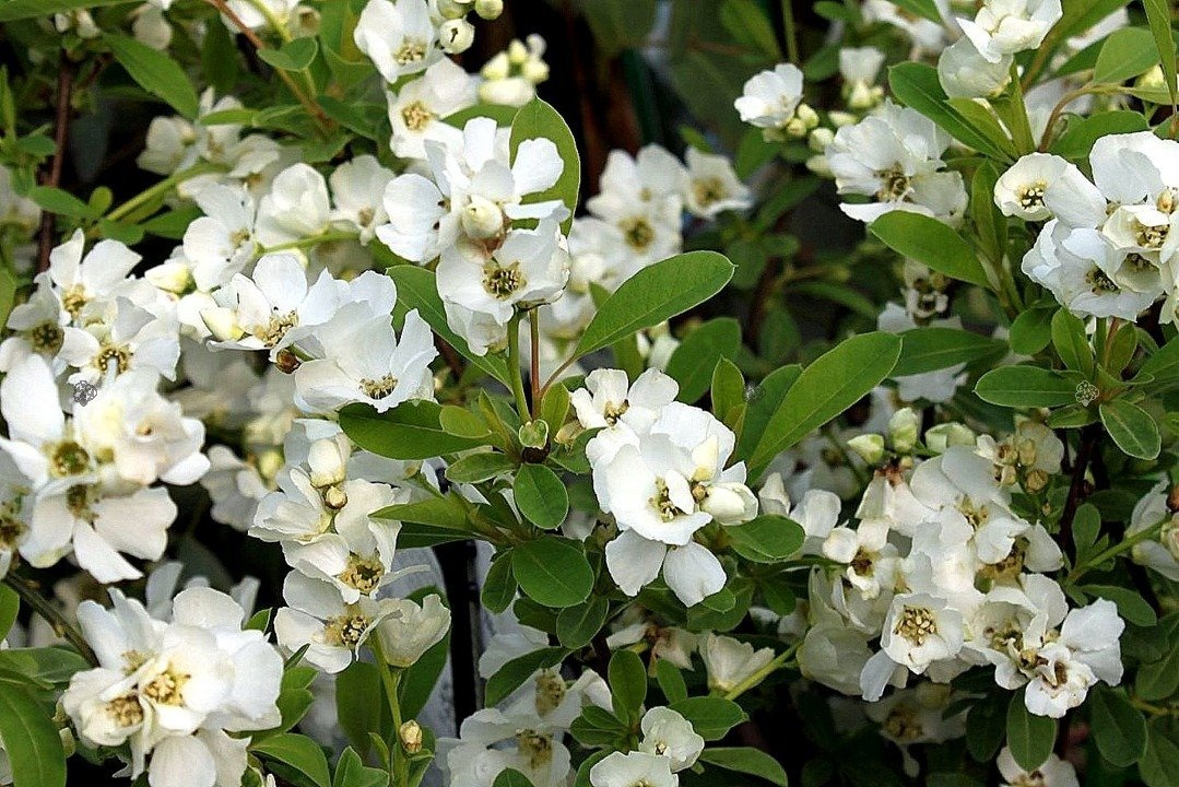 Obiela groniasta Niagara PBR Exochorda racemosa C3