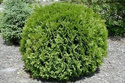 Tuja Globosa Thuja occidentalis C3
