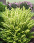 Ligustr Vicaryi Ligustrum  C3