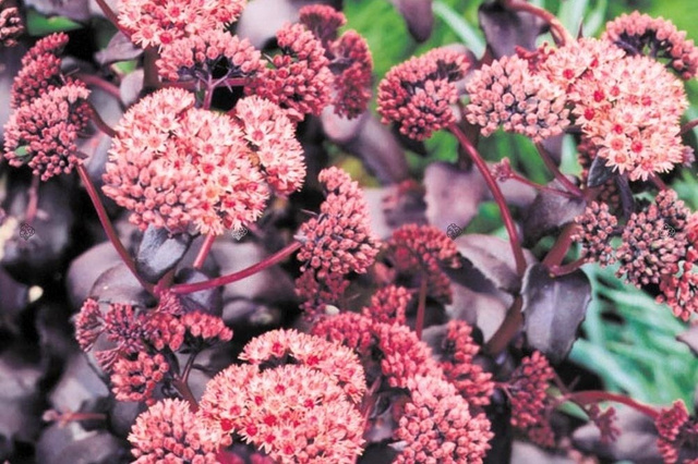 Rozchodnik Purple Emperor Sedum P13