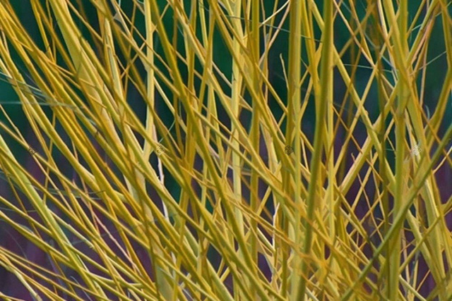 Dereń rozłogowy Flaviramea Cornus sericea C2