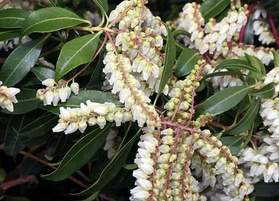 Pieris japoński Scarlett O'hara Pieris japonica C1,5