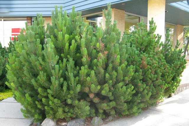 Sosna kosodrzewina górska Mugo Mughus Pinus C5