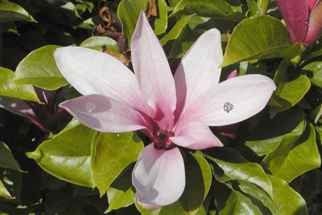 Magnolia Ricki Magnolia C2