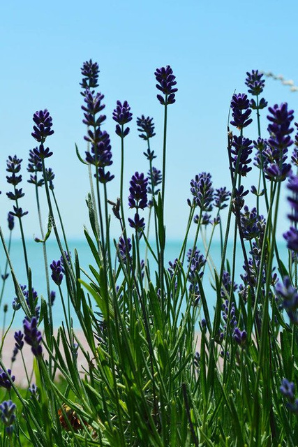 Lawenda pośrednia Pure Platinum Nico Lavandula intermedia P9