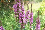Krwawnica pospolita Rosy Gem Lythrum salicaria P9