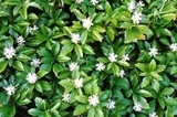 Runianka japońska Pachysandra terminalis