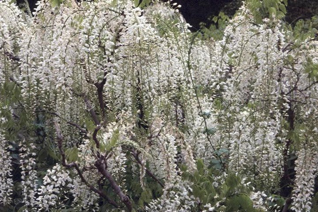 Glicynia chińska Alba Wisteria sinensis C2