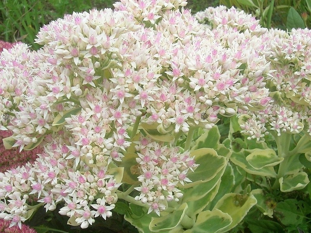 Rozchodnik Frosty Morn Sedum