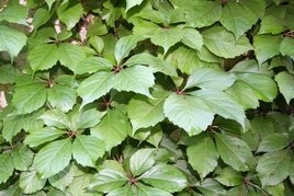 Winobluszcz pięciolistkowy Troki Parthenocissus quinquefolia C2