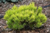 Sosna kosodrzewina Ophir Pinus mugo C5