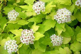 Pęcherznica kalinolistna Dart's Gold Physocarpus opulifolius P9