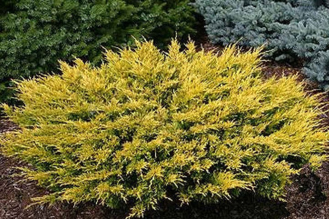 Jałowiec Pfitzera Old Gold Juniperus pfitzeriana P9