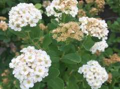 Tawuła brzozolistna Spiraea betulifolia C2