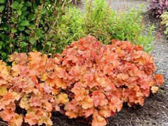 Żurawka Nothern Exposure Amber Heuchera C2