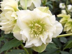 Ciemiernik wschodni Double Ellen White Helleborus orientalis P9