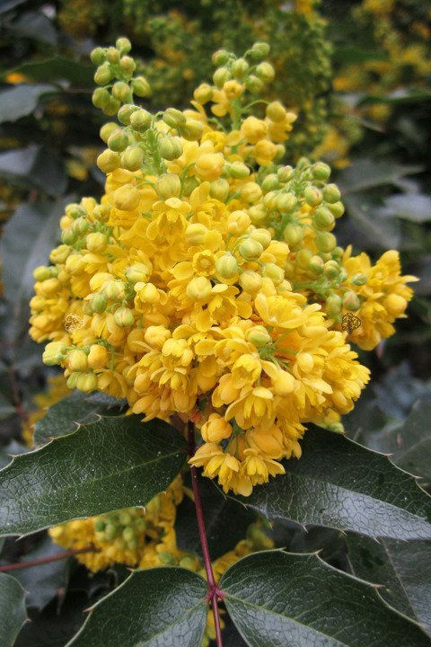Mahonia pospolita Mahonia aquifolium C2