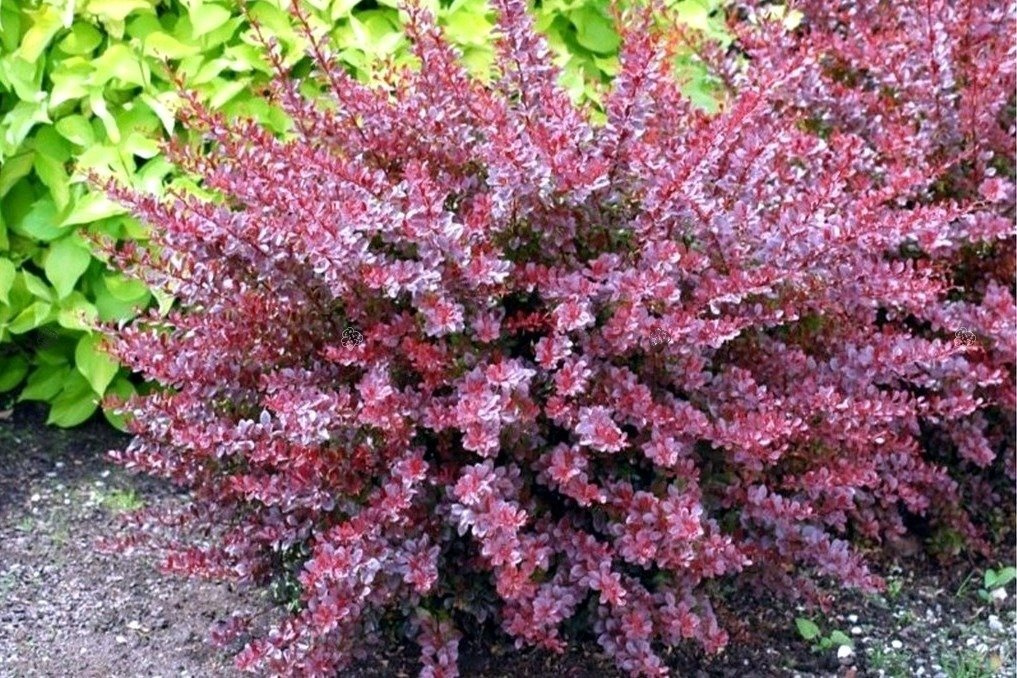 Berberys Thunberga Pink Attraction Berberis thunbergii P9
