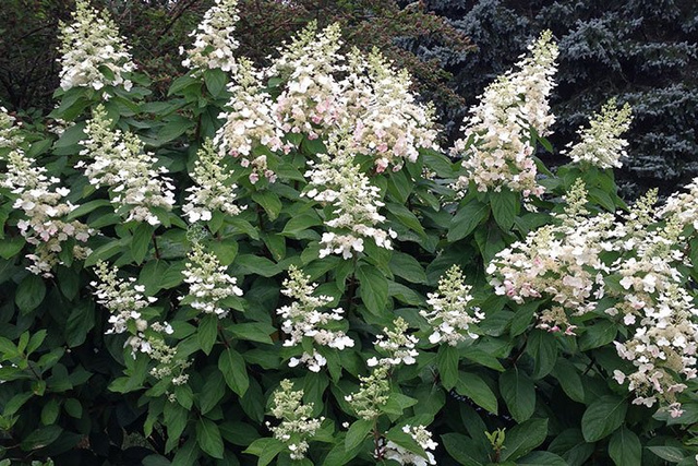 Hortensja bukietowa Tardiva Hydrangea paniculata P9