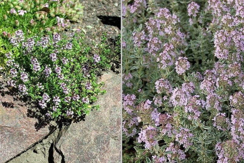 Macierzanka cytrynowa Silver Queen Thymus citriodorus P9
