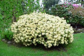 Różanecznik Princess Anne Rhododendron Keiskei C1,5