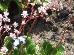 Skalnica cienista Saxifraga umbrosa P9