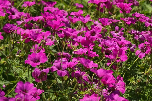 Bodziszek czerwony Leeds Variety Geranium sanguineum P9