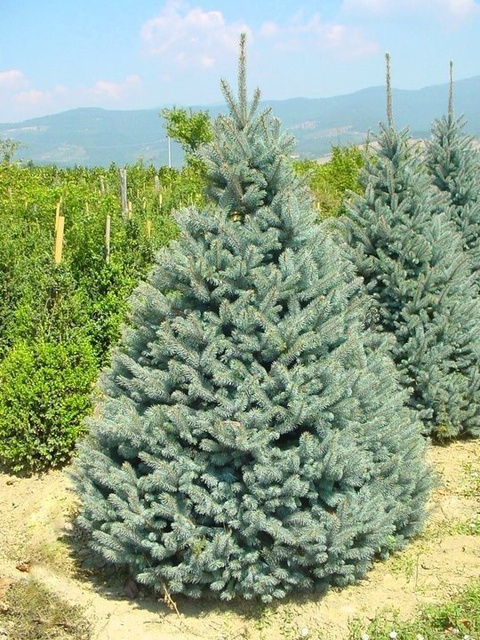 Świerk kłujący Koster Picea pungens C5