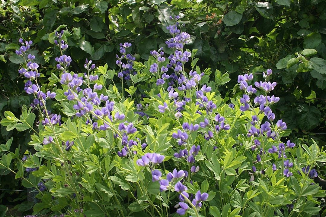 Baptysja błękitna Baptisia australis 
