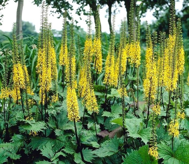 Języczka Przewalskiego Ligularia przewalskii C2