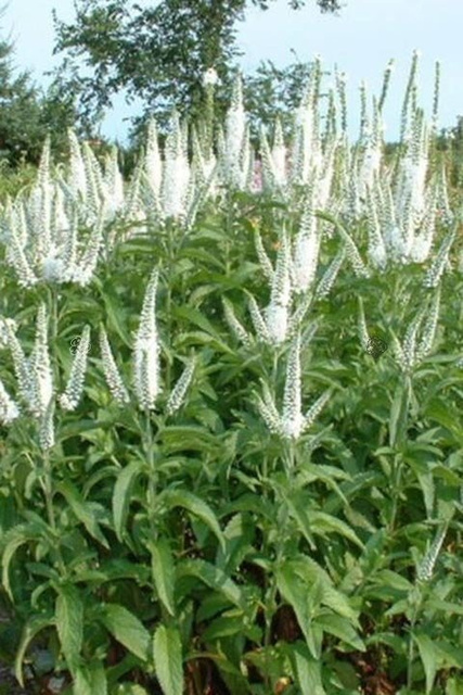 Przetacznik długolistny Schneeriesin Veronica longifolia C2